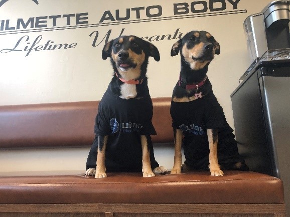 Wilmette Auto Body Dogs